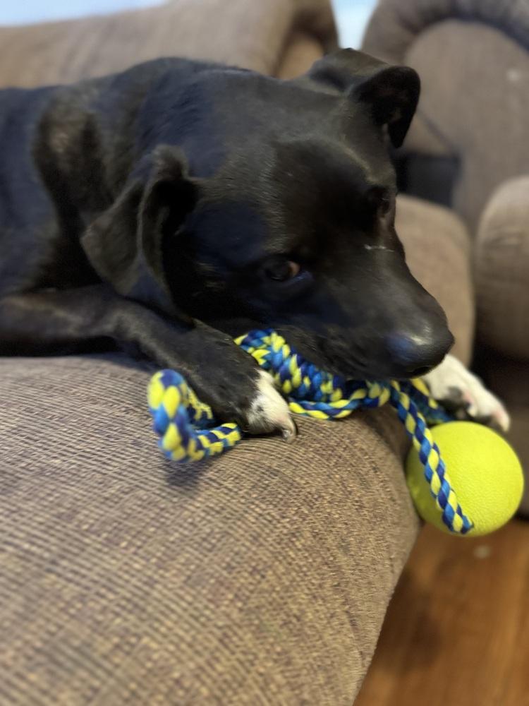 Blitz, Adoptable, Adult Male Labrador Retriever & Hound.