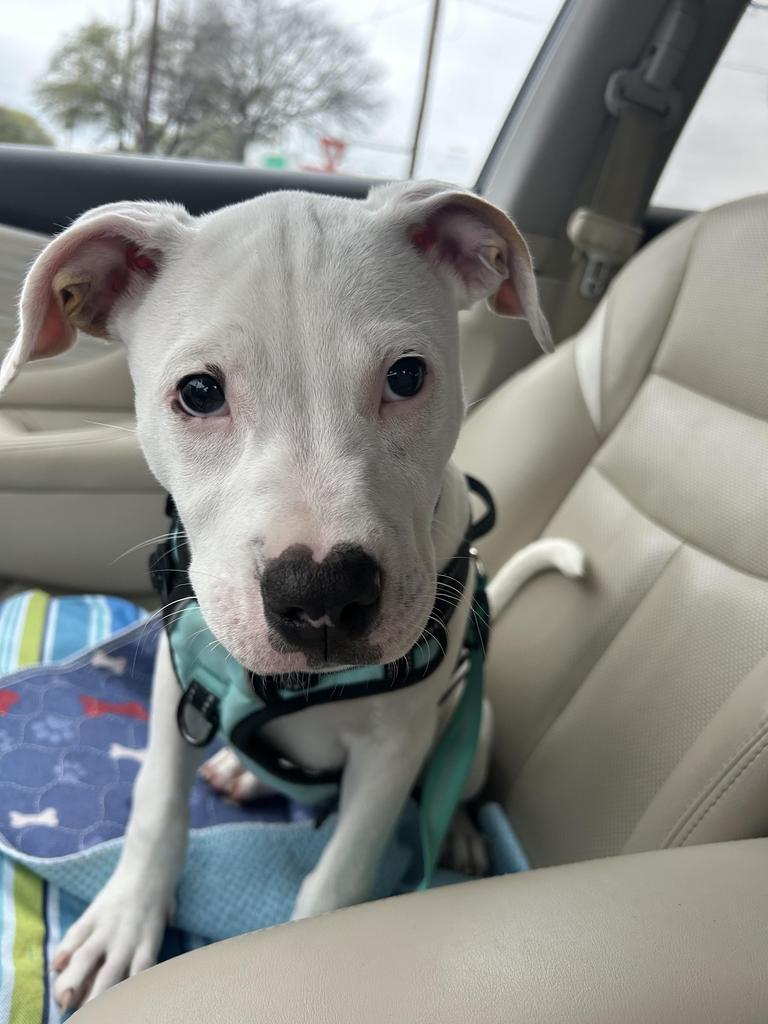 Enlarge Finn, a Adoptable Pit Bull Terrier in Austin, TX image 1/4