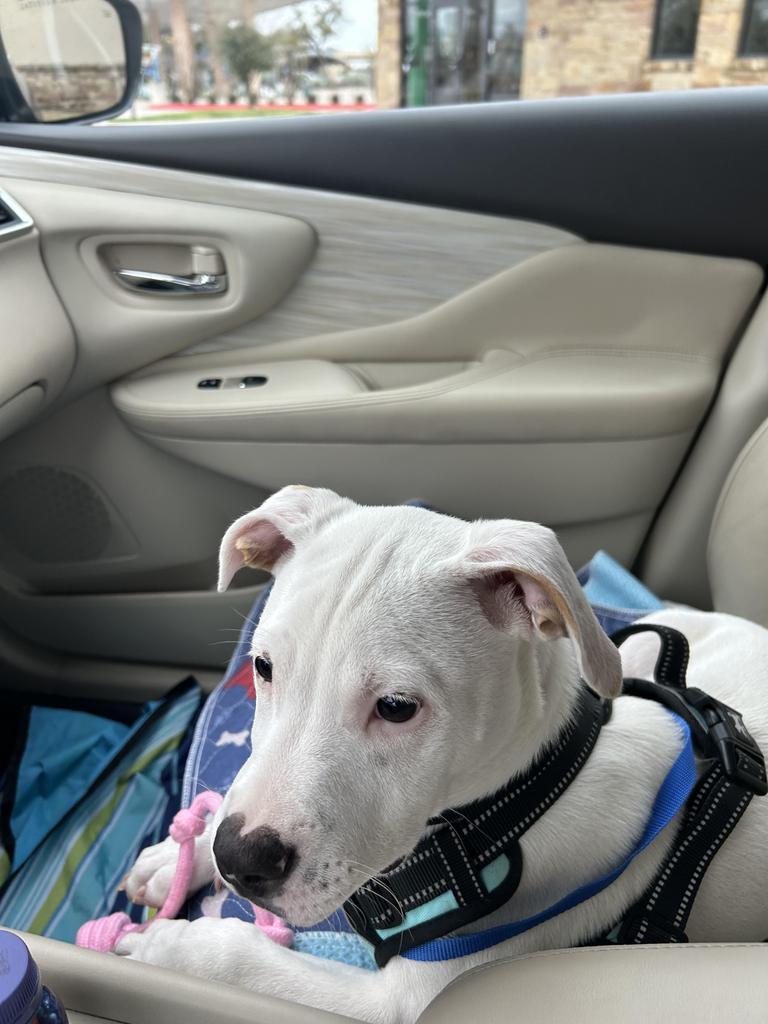 Enlarge Finn, a Adoptable Pit Bull Terrier in Austin, TX image 2/4