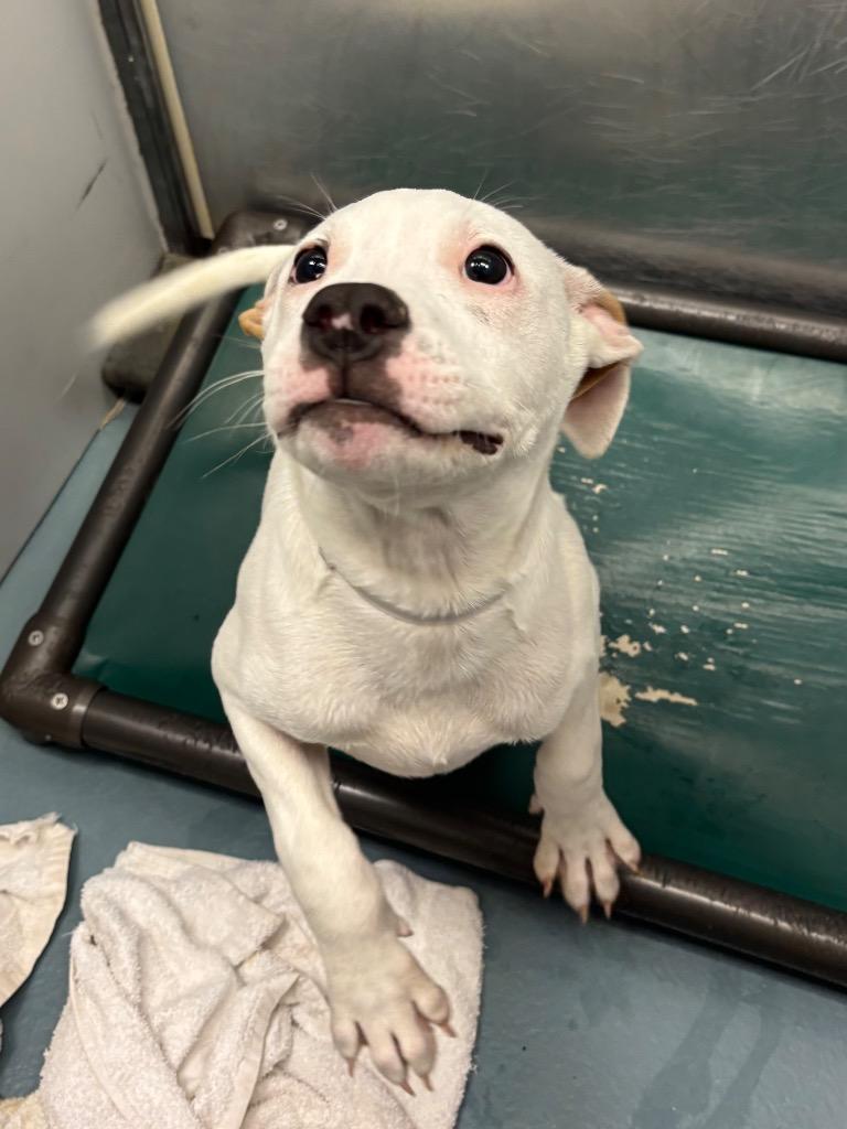 Enlarge Finn, a Adoptable Pit Bull Terrier in Austin, TX image 3/4