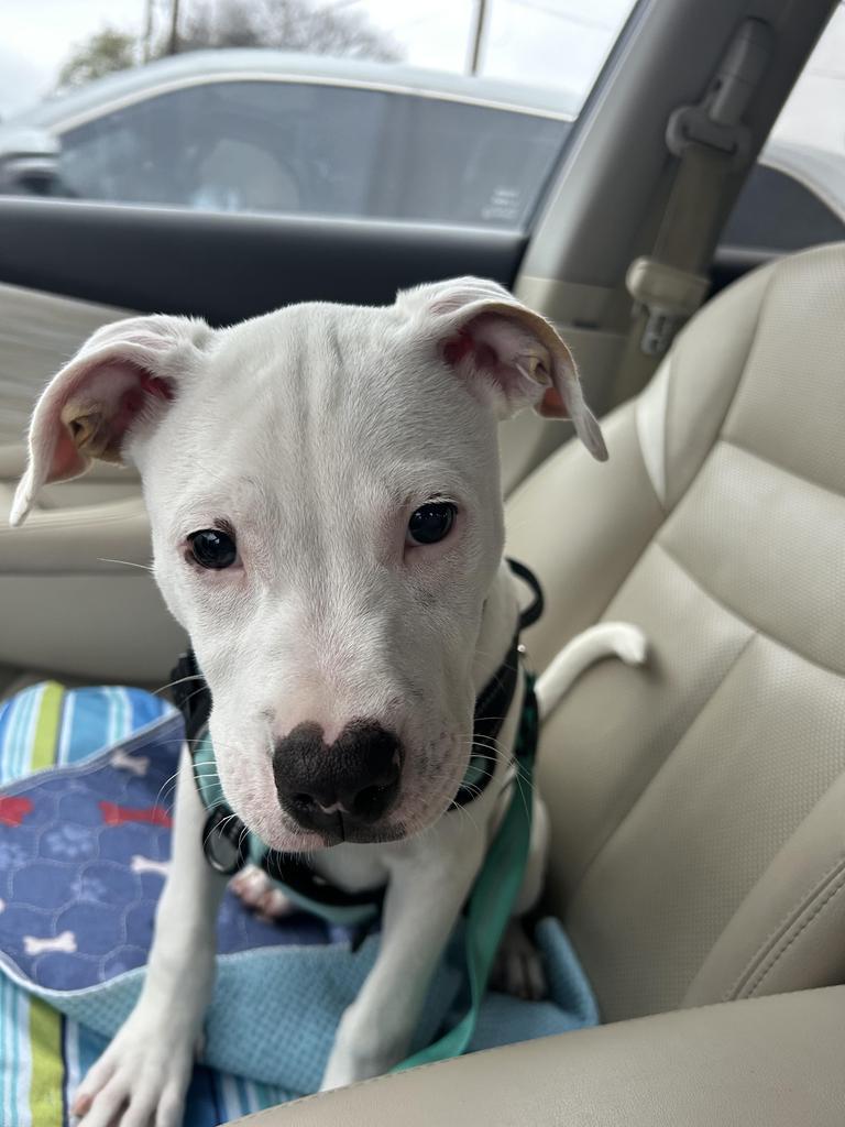 Enlarge Finn, a Adoptable Pit Bull Terrier in Austin, TX image 4/4