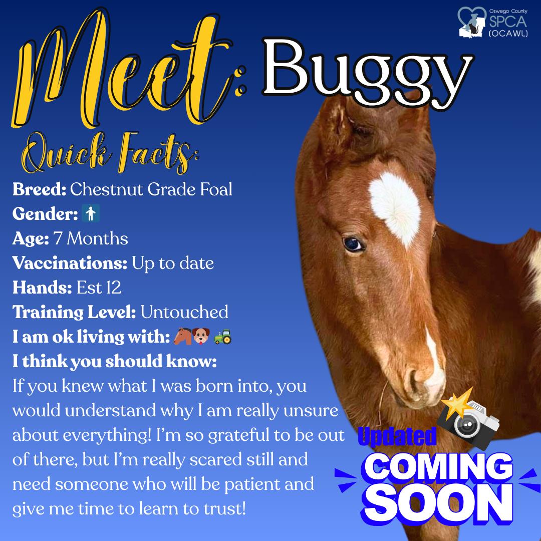 Buggy, ADOPTABLE, Young Male Grade.