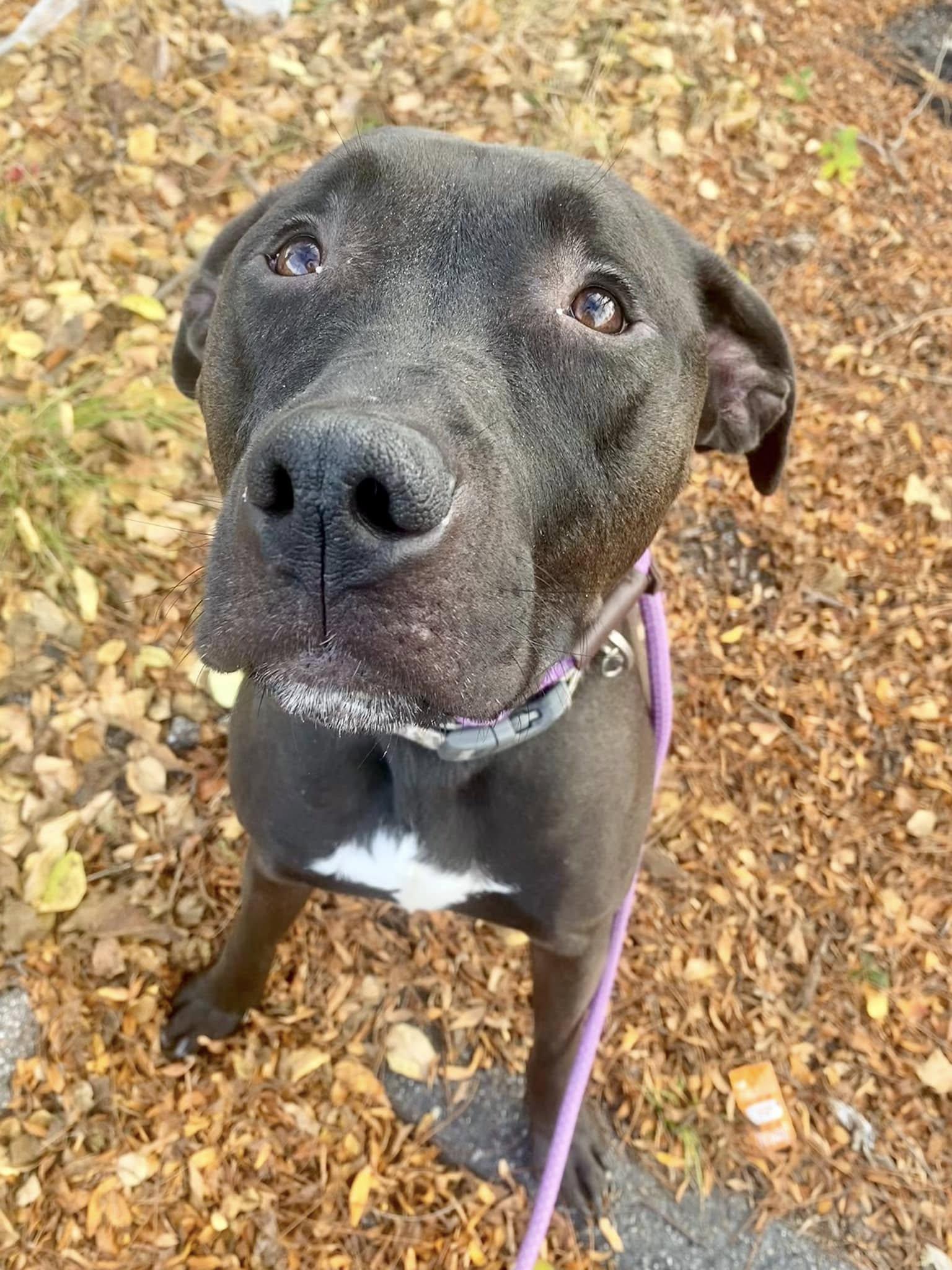 JJ- Needs a forever home!