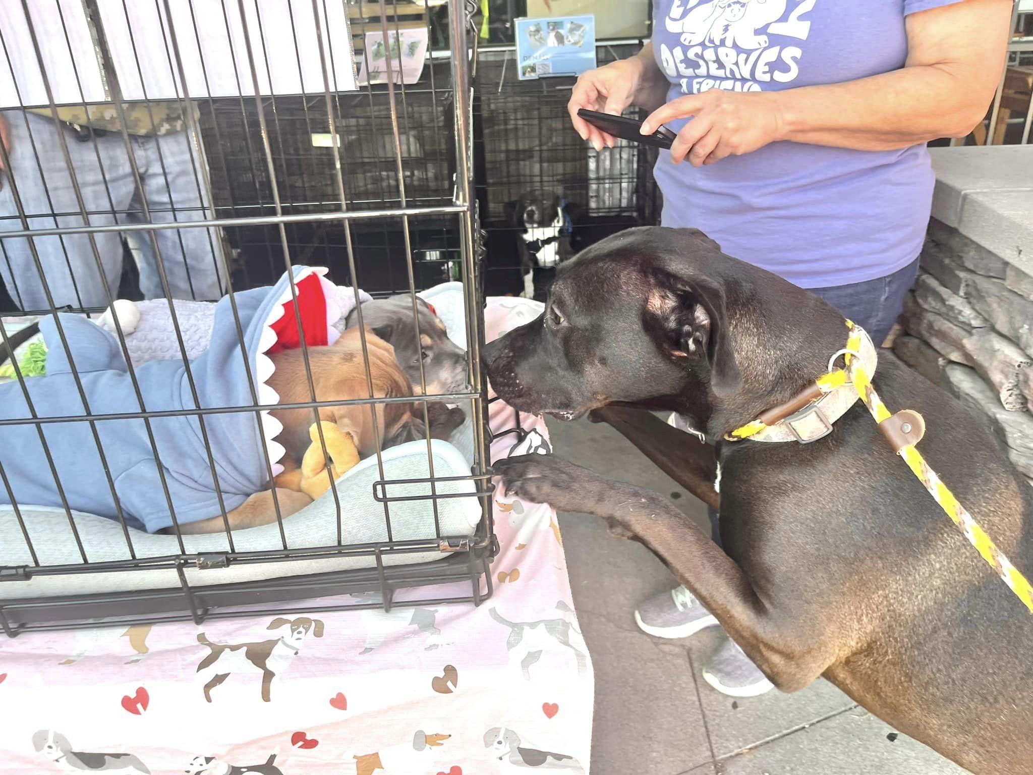 JJ- Needs a forever home! — thumbnail 2