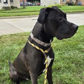 JJ- Needs a forever home!