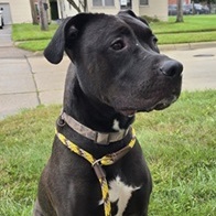 JJ- Needs a forever home!