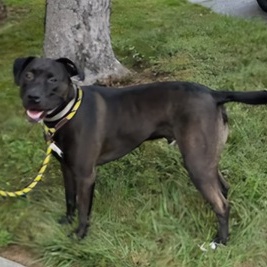 JJ- Needs a forever home!