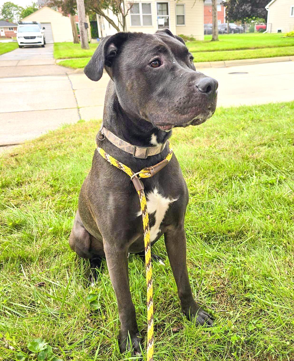 JJ- Needs a forever home! — thumbnail 3