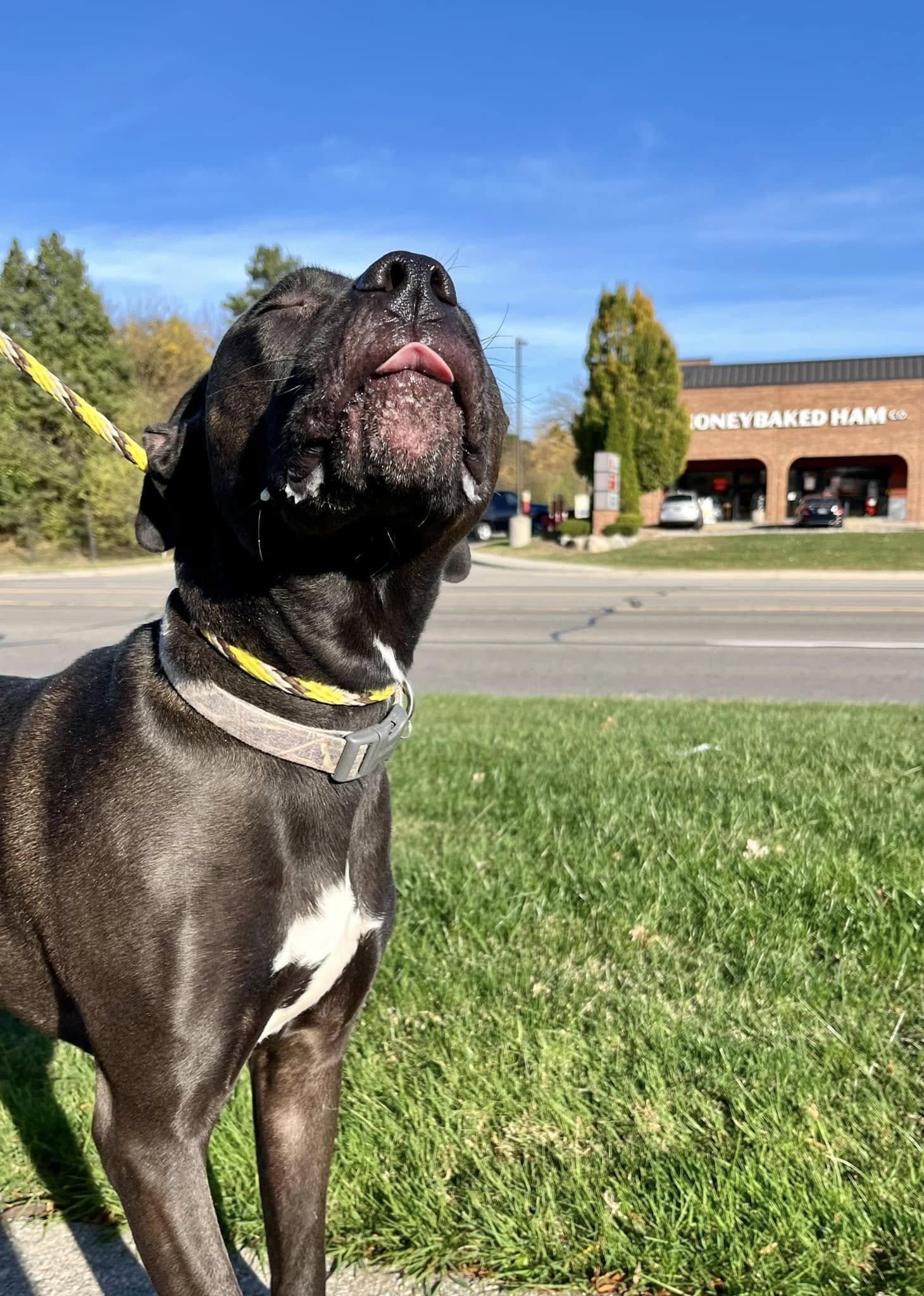 JJ- Needs a forever home! — thumbnail 4