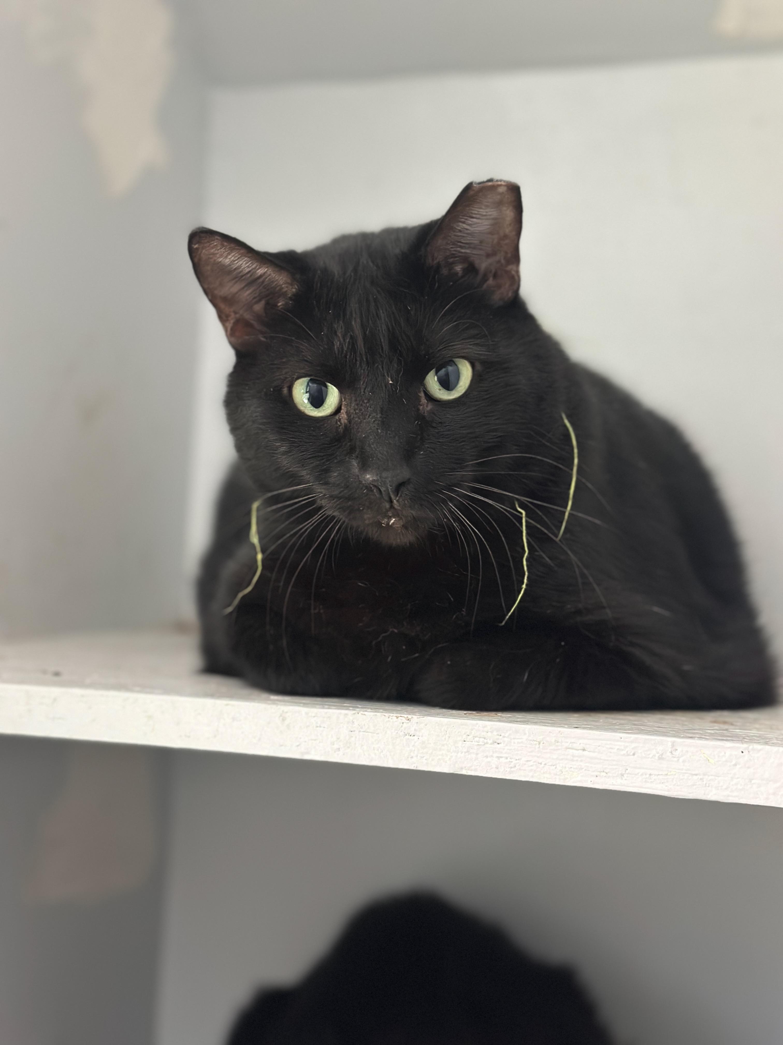 Enlarge Ringo, a Adoptable American Shorthair in Middleburg, FL image 1/1