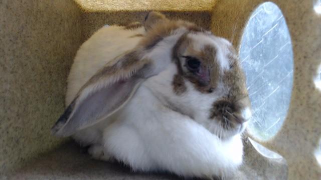 TOMMY, Adoptable, Young Female Bunny Rabbit.