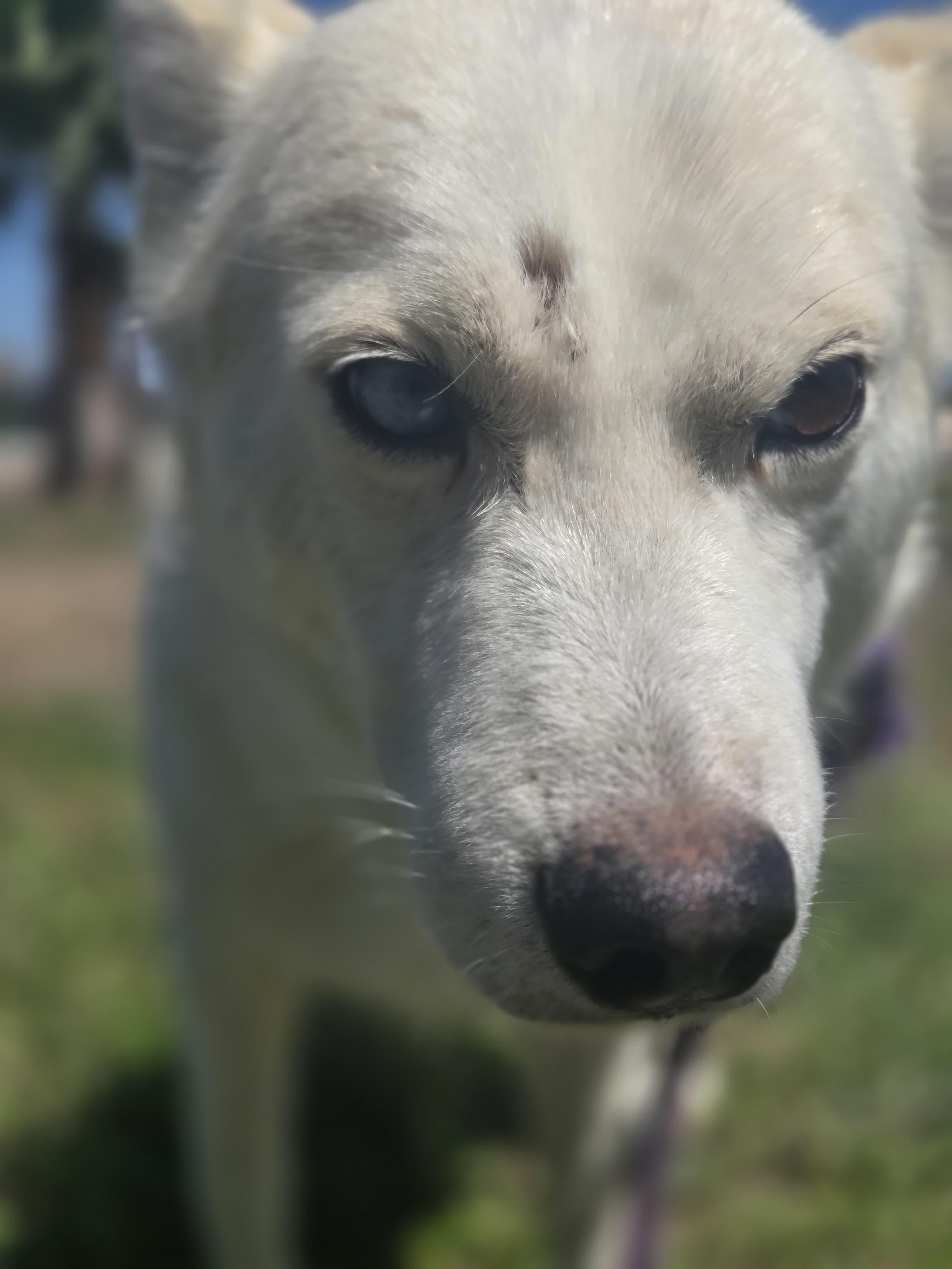 Enlarge Lucky, a Adoptable Siberian Husky in Washington court house, OH image 5/6