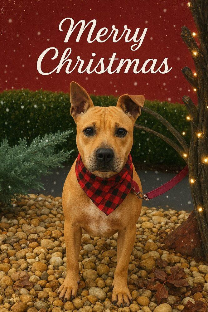 Susie, a Adoptable mixed breed in Acworth, GA image 2/6