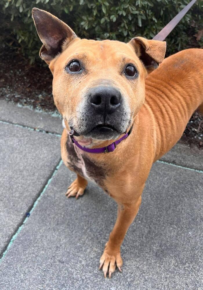 Enlarge Susie, a Adoptable mixed breed in Acworth, GA image 2/6