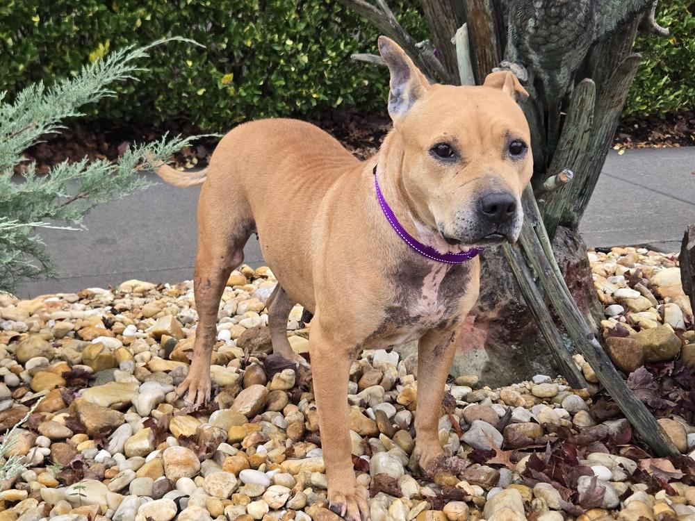 Susie, Adoptable, Adult Female Mixed Breed.