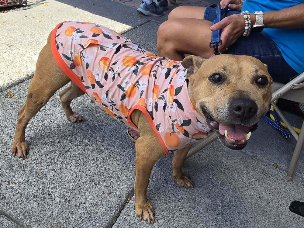 Enlarge Susie, a Adoptable mixed breed in Acworth, GA image 4/6