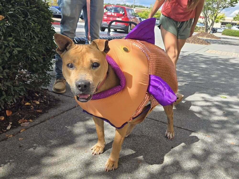 Susie, a Adoptable mixed breed in Acworth, GA image 4/6