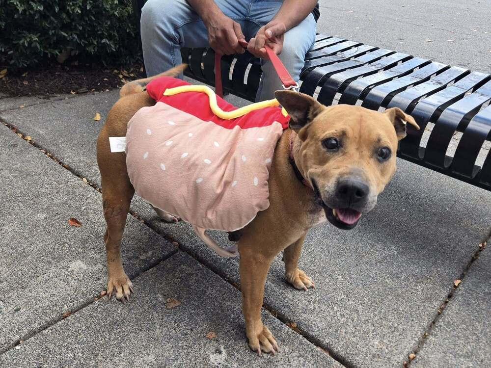 Susie, a Adoptable mixed breed in Acworth, GA image 5/6