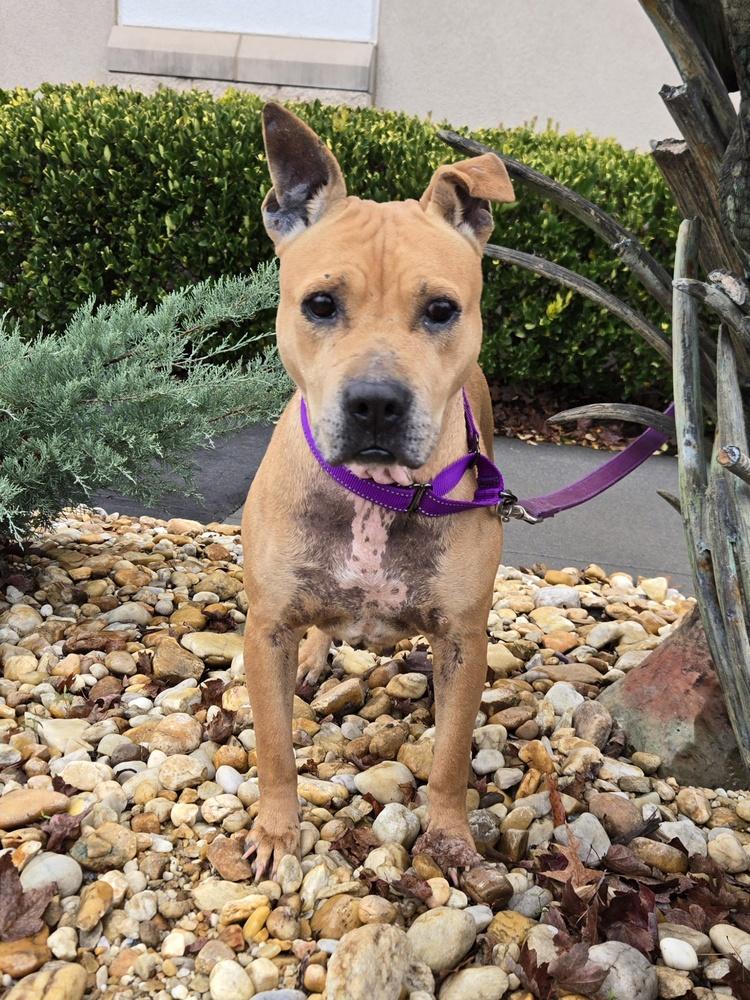 Susie, Adoptable, Adult Female Mixed Breed.
