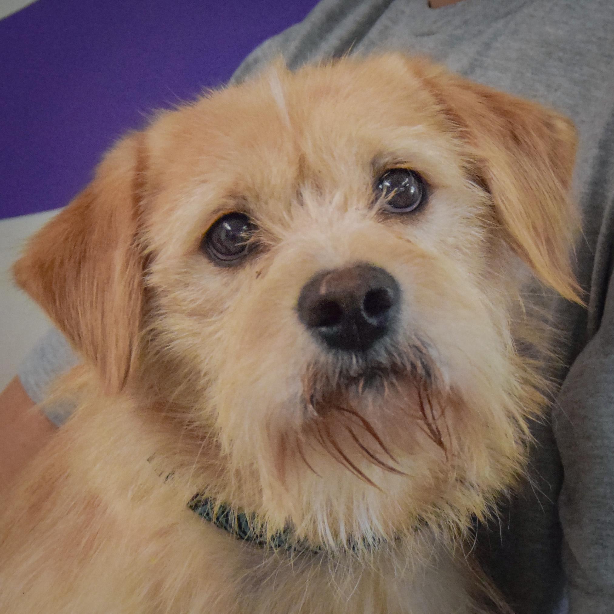 Oliver, Adoptable, Young Male Parson Russell Terrier & Wirehaired Terrier.