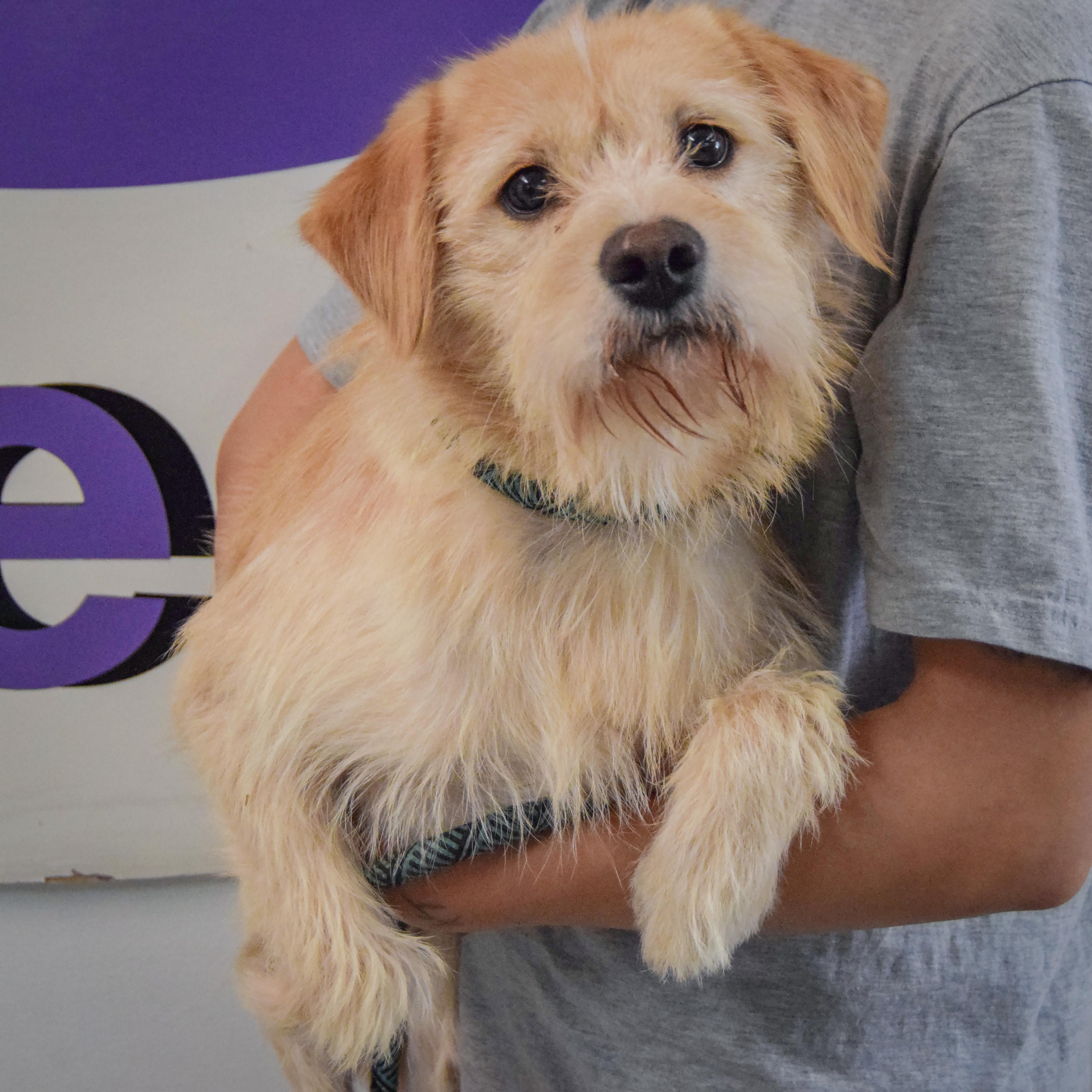 Enlarge Oliver, a Adoptable mixed breed in Huntley, IL image 3/4