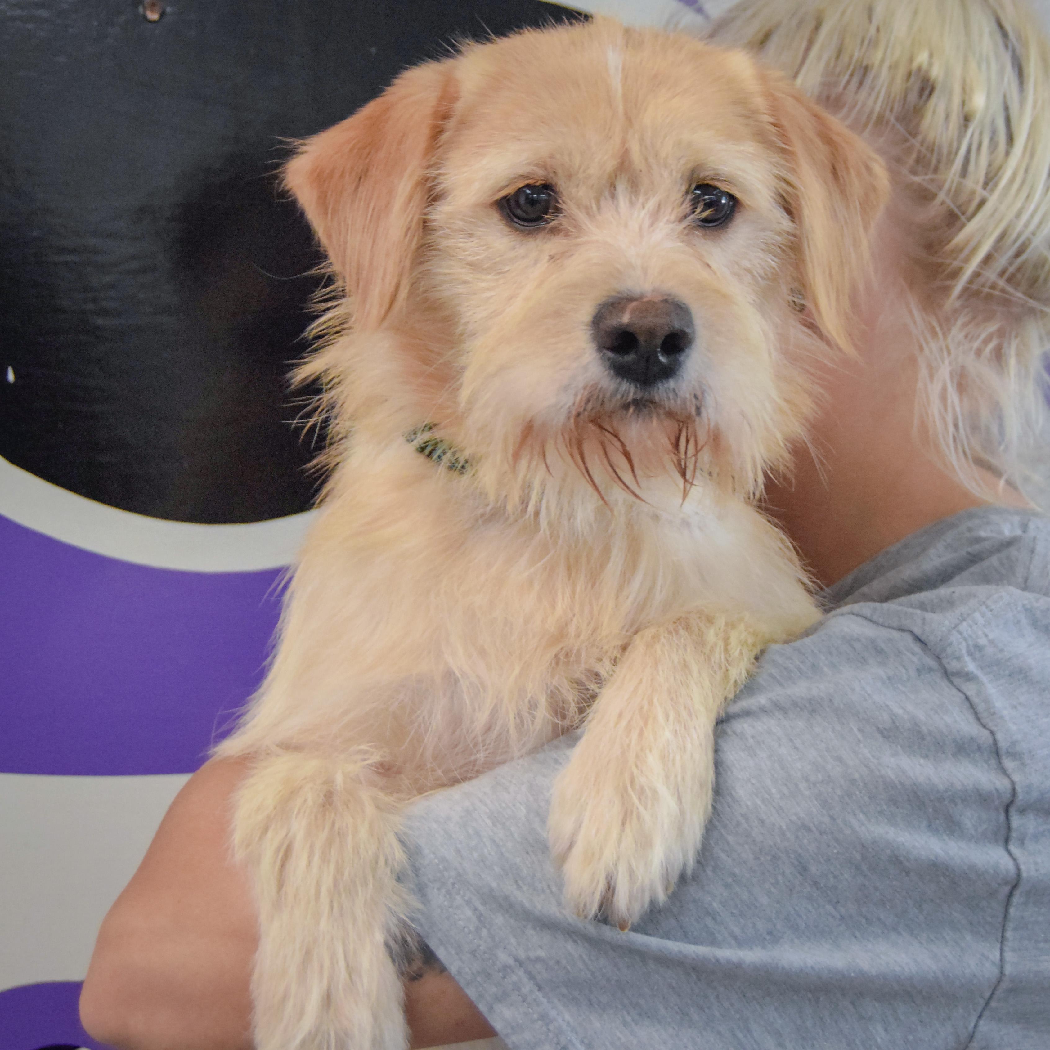 Enlarge Oliver, a Adoptable mixed breed in Huntley, IL image 4/4