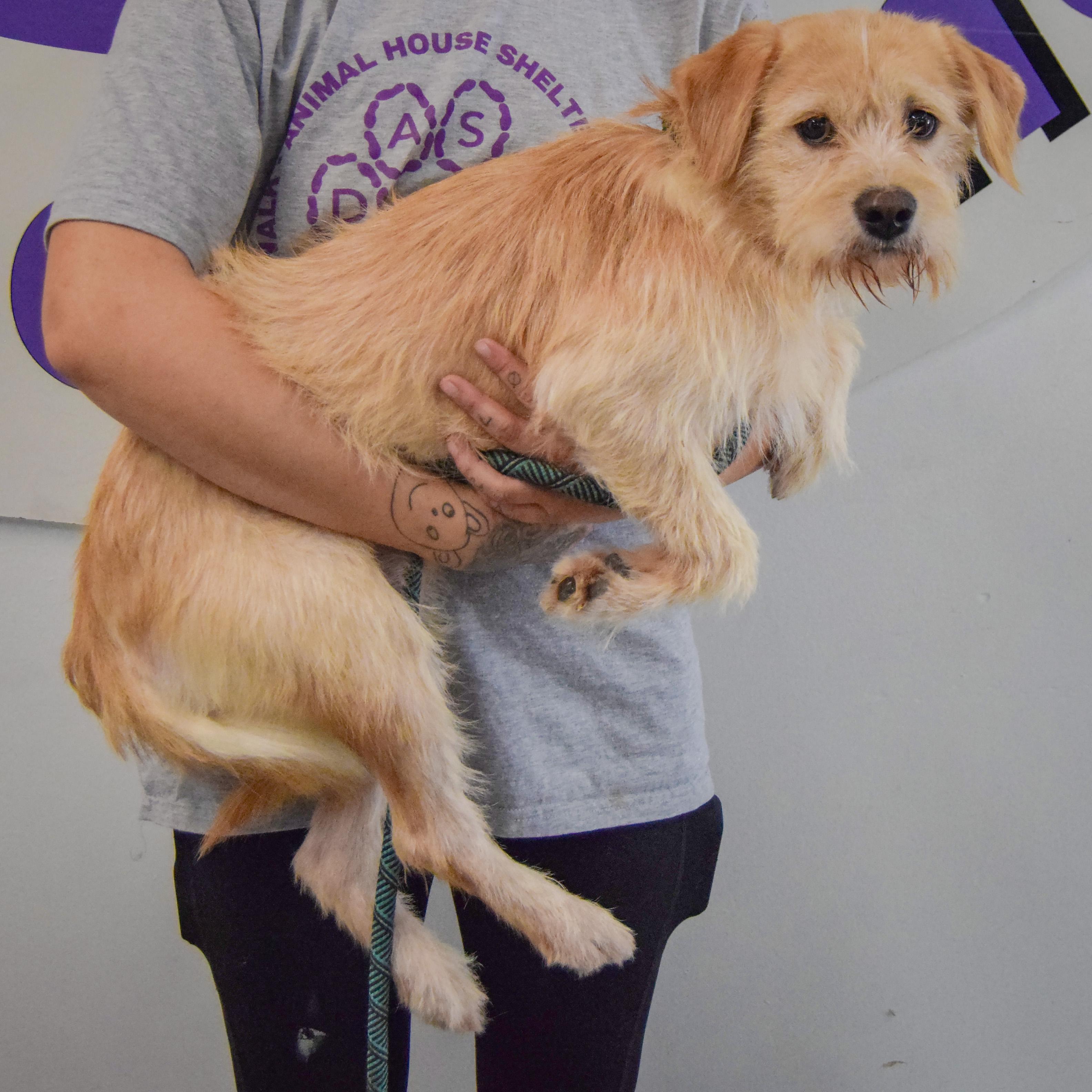 Enlarge Oliver, a Adoptable mixed breed in Huntley, IL image 2/4