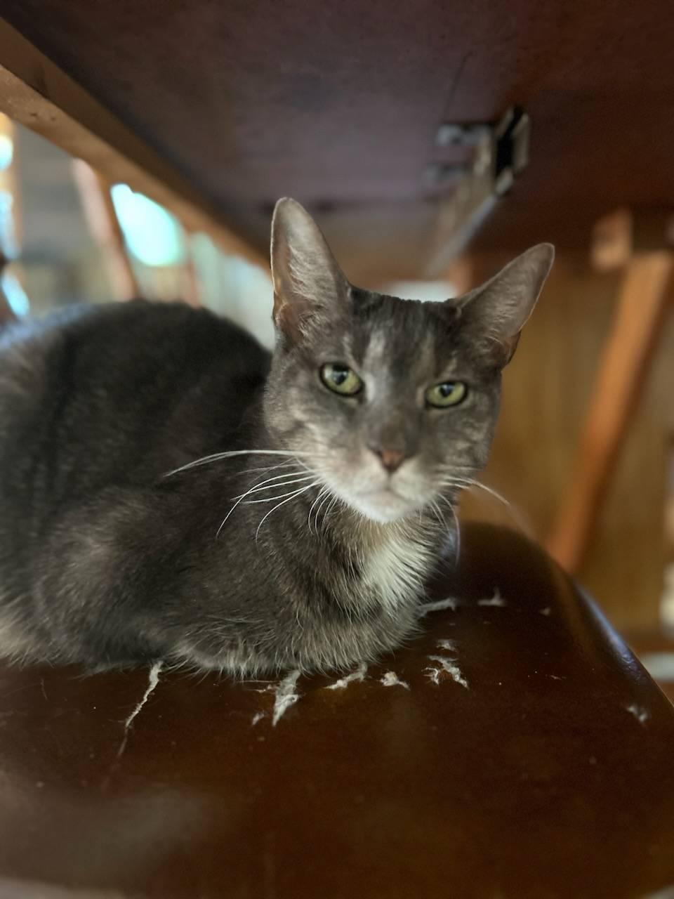 Shelby, Adoptable, Adult Female Domestic Short Hair.