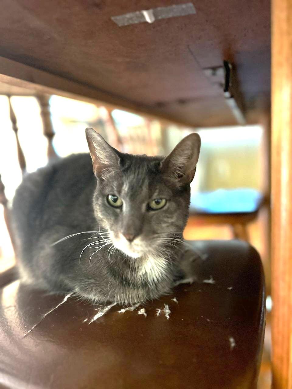 Shelby, a Adoptable Domestic Short Hair in Piscataway, NJ image 2/3