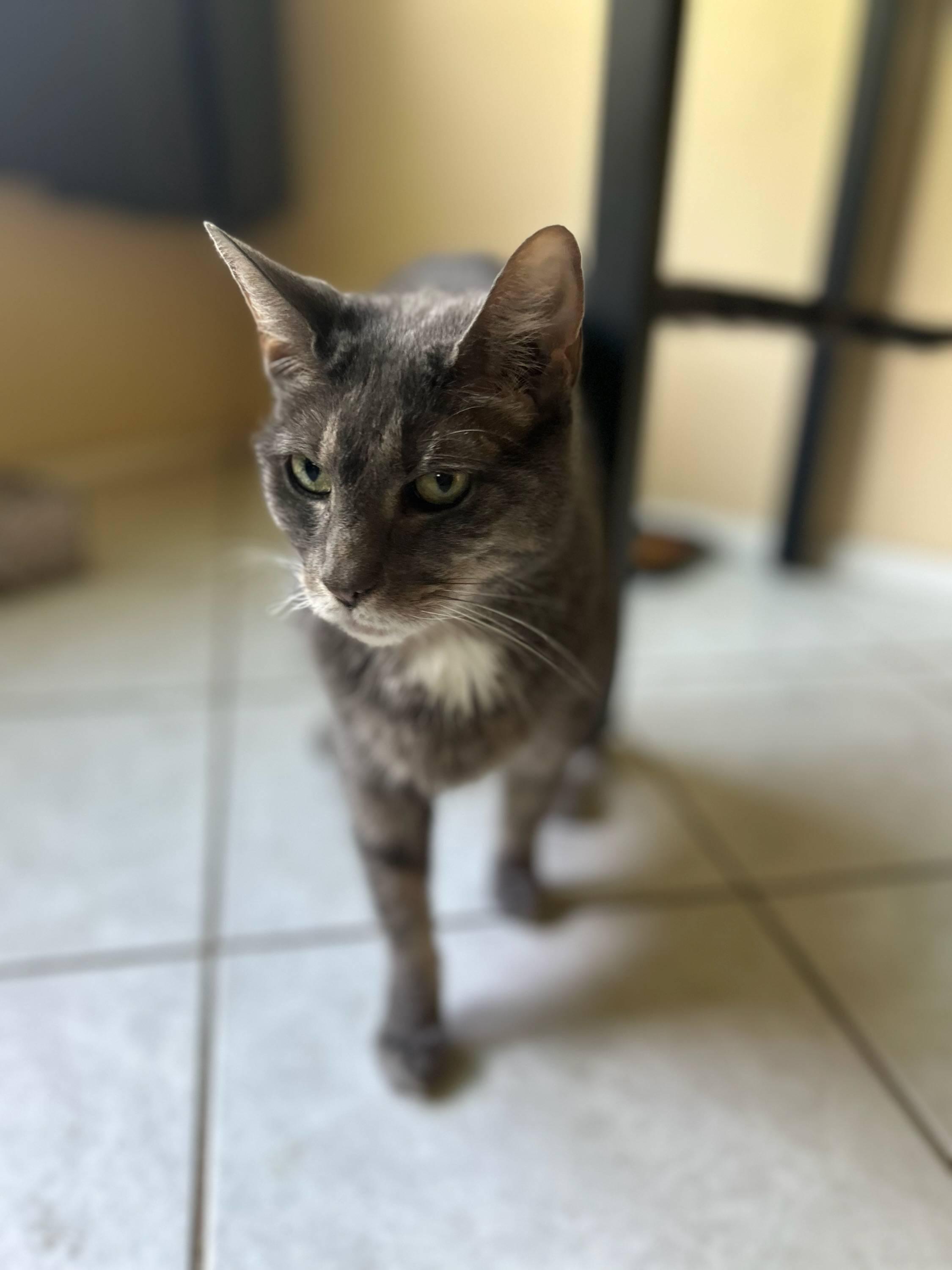 Shelby, a Adoptable Domestic Short Hair in Piscataway, NJ image 3/3