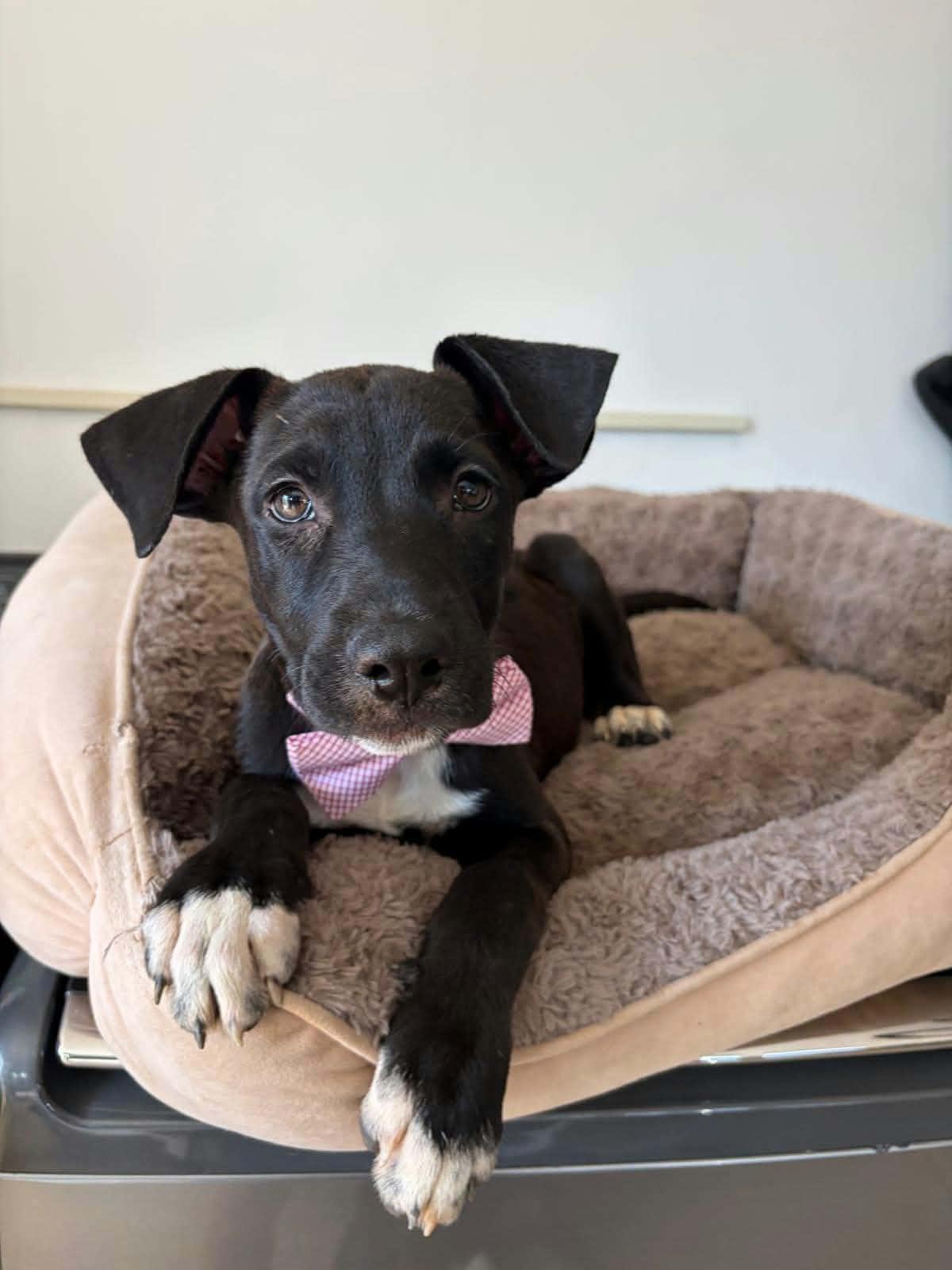 Dante, Adoptable, Puppy Male Labrador Retriever.