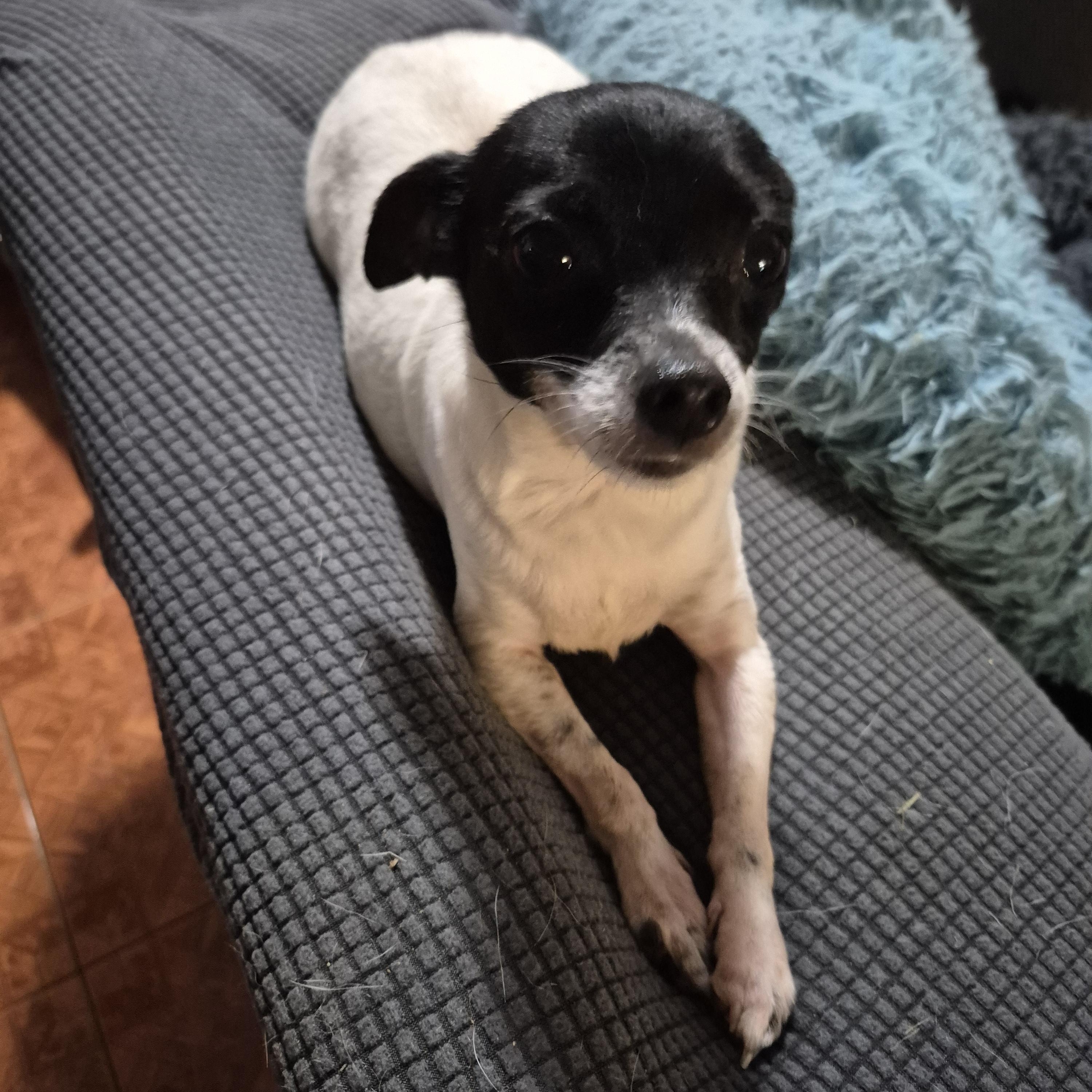 Missy, a ADOPTABLE Chihuahua in metairie, LA image 3/5