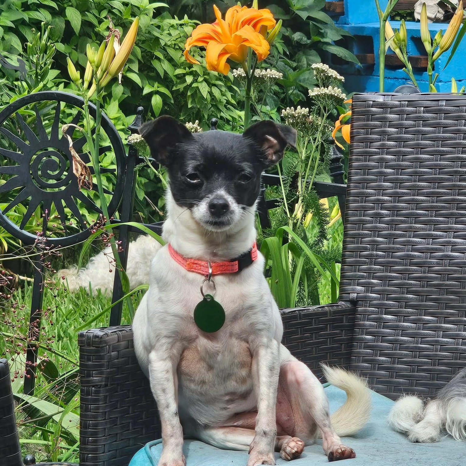 Missy, ADOPTABLE, Adult Female Chihuahua.