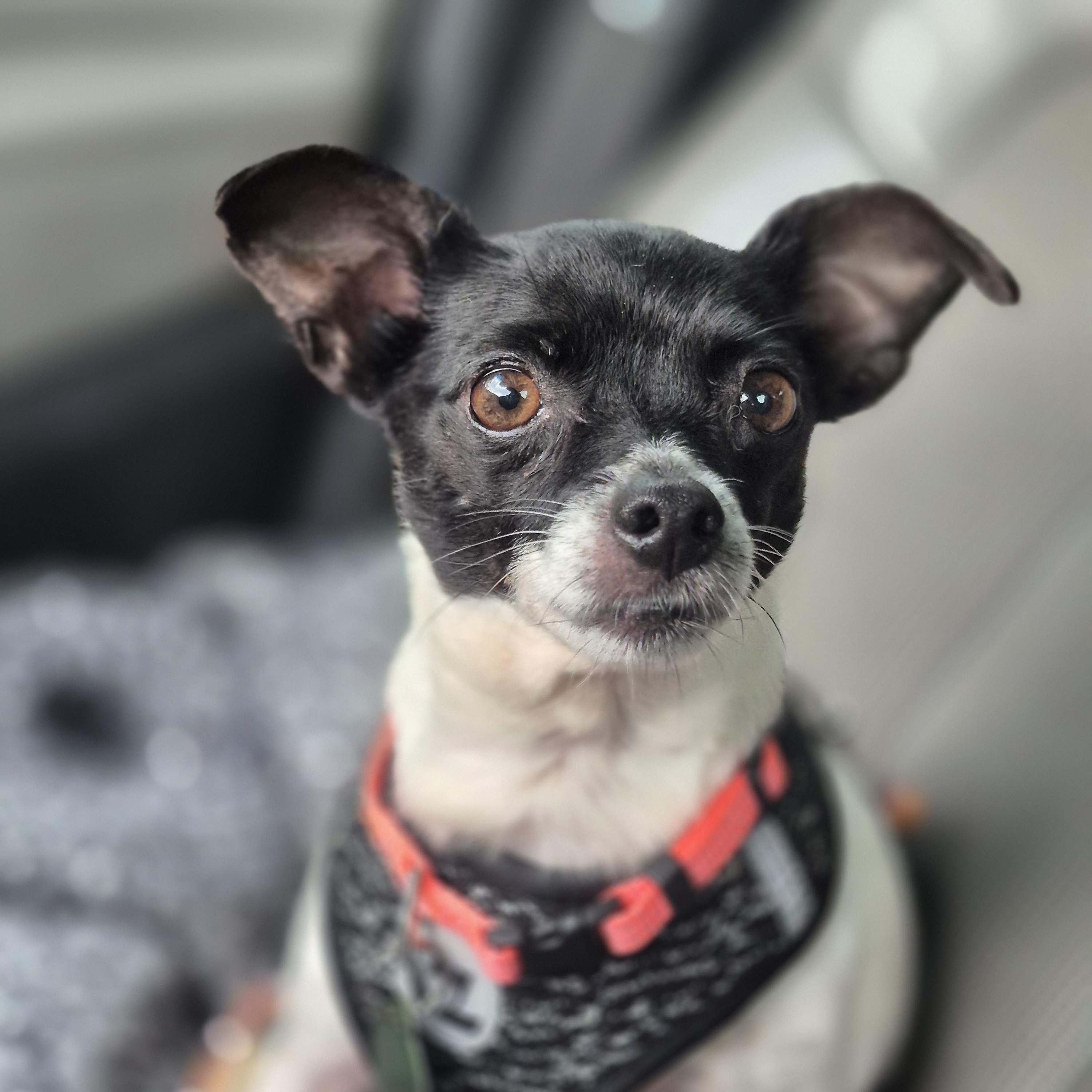 Missy, a ADOPTABLE Chihuahua in metairie, LA image 4/5
