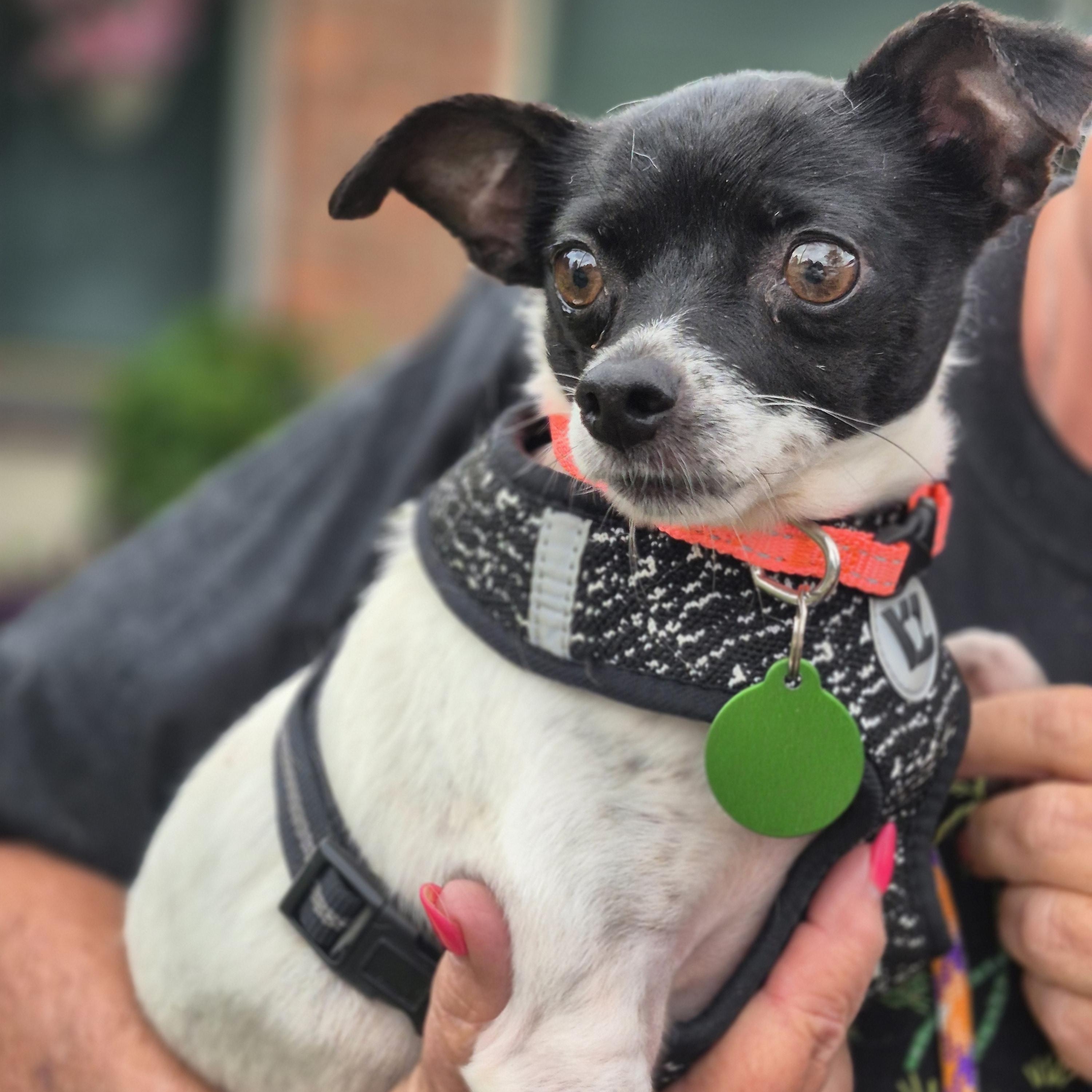 Missy, a ADOPTABLE Chihuahua in metairie, LA image 2/5