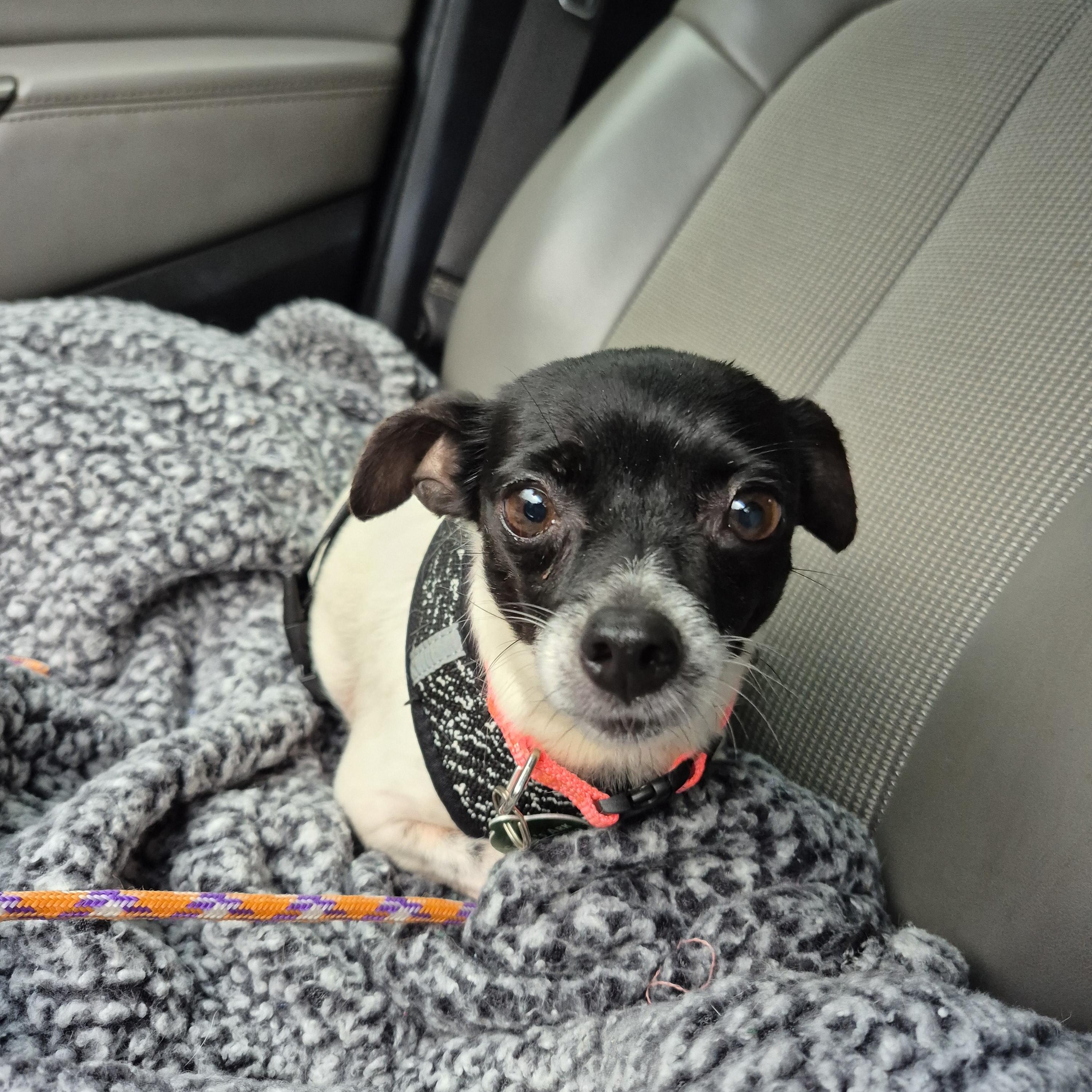 Missy, a ADOPTABLE Chihuahua in metairie, LA image 5/5