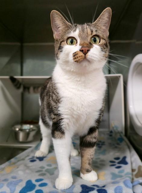 MARJORIE, Adoptable, Adult Female Domestic Short Hair.