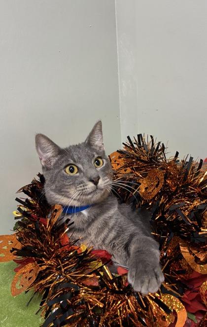 Maverick, Adoptable, Kitten Male Domestic Short Hair & Domestic Short Hair.