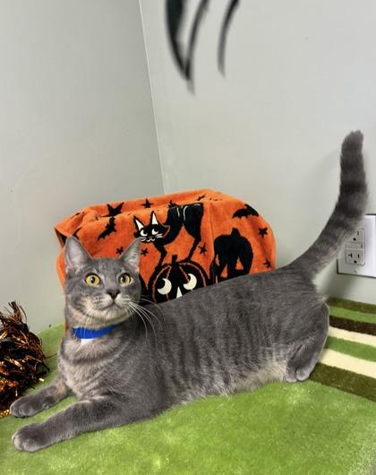 Enlarge Maverick, a Adoptable mixed breed in Picayune, MS image 2/3
