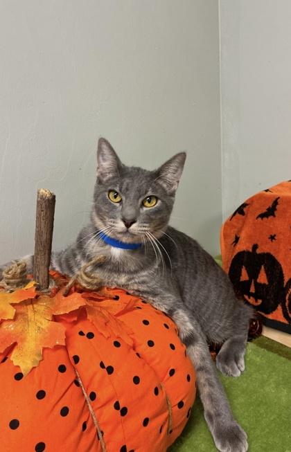 Enlarge Maverick, a Adoptable mixed breed in Picayune, MS image 3/3
