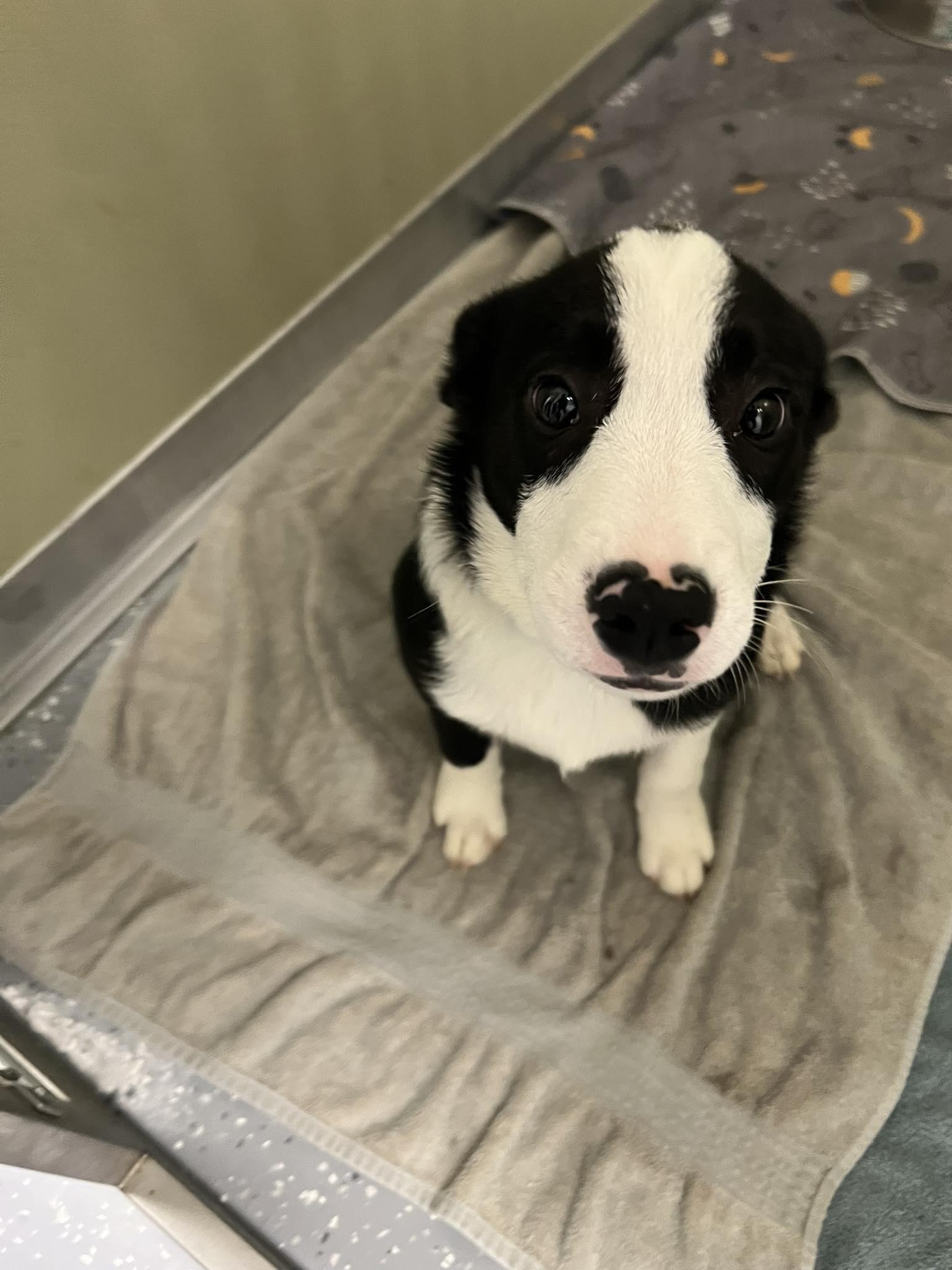 Enlarge Uno, an adopted Mixed Breed in Davenport, IA image 1/1