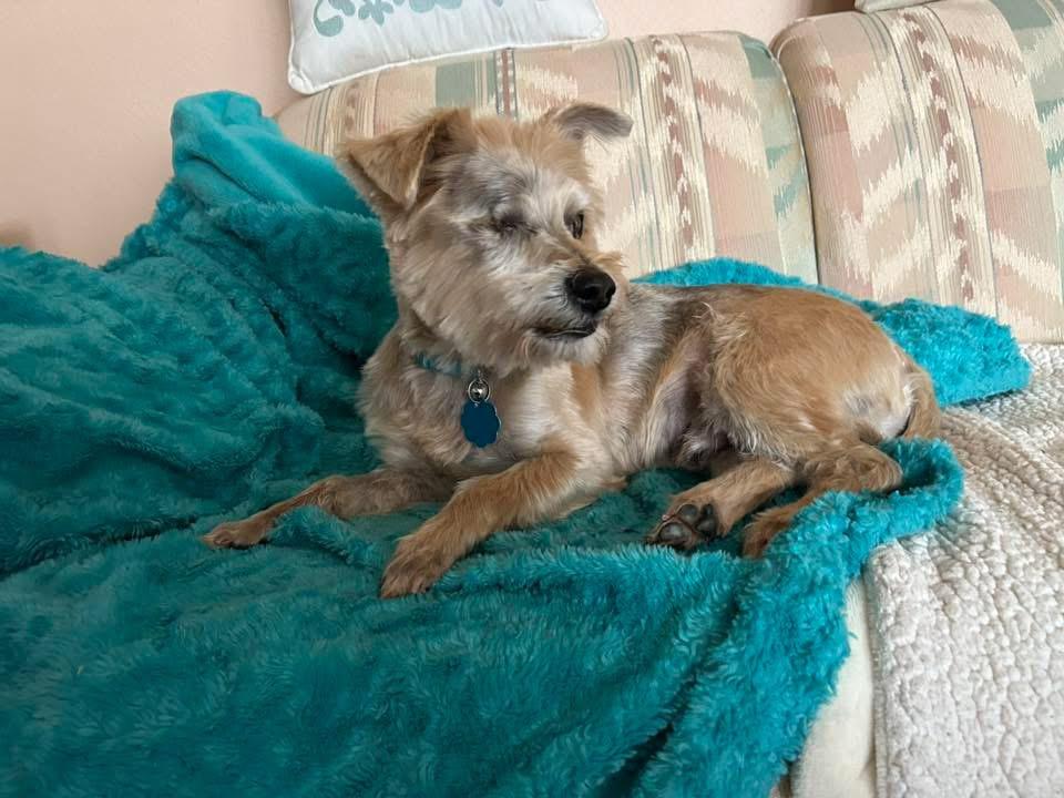 Tucker, Senior Male Terrier