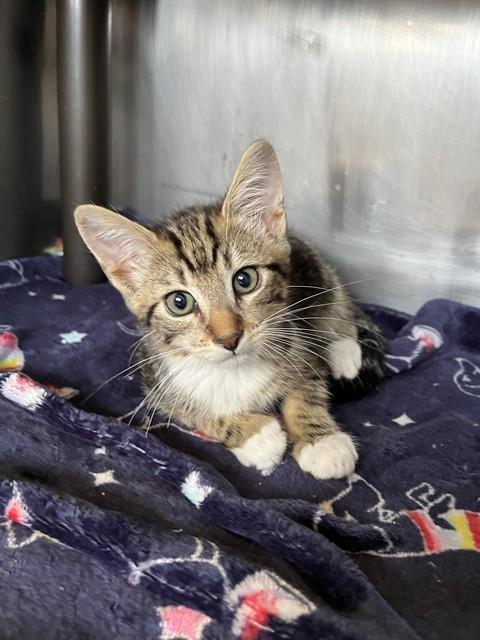 Hogan A061216, Adoptable, Kitten Male Domestic Short Hair.