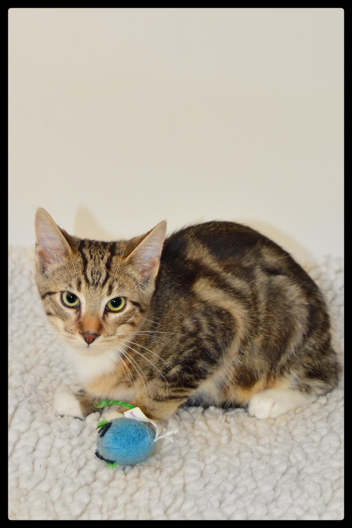 Hogan A061216, Adoptable, Kitten Male Domestic Short Hair.