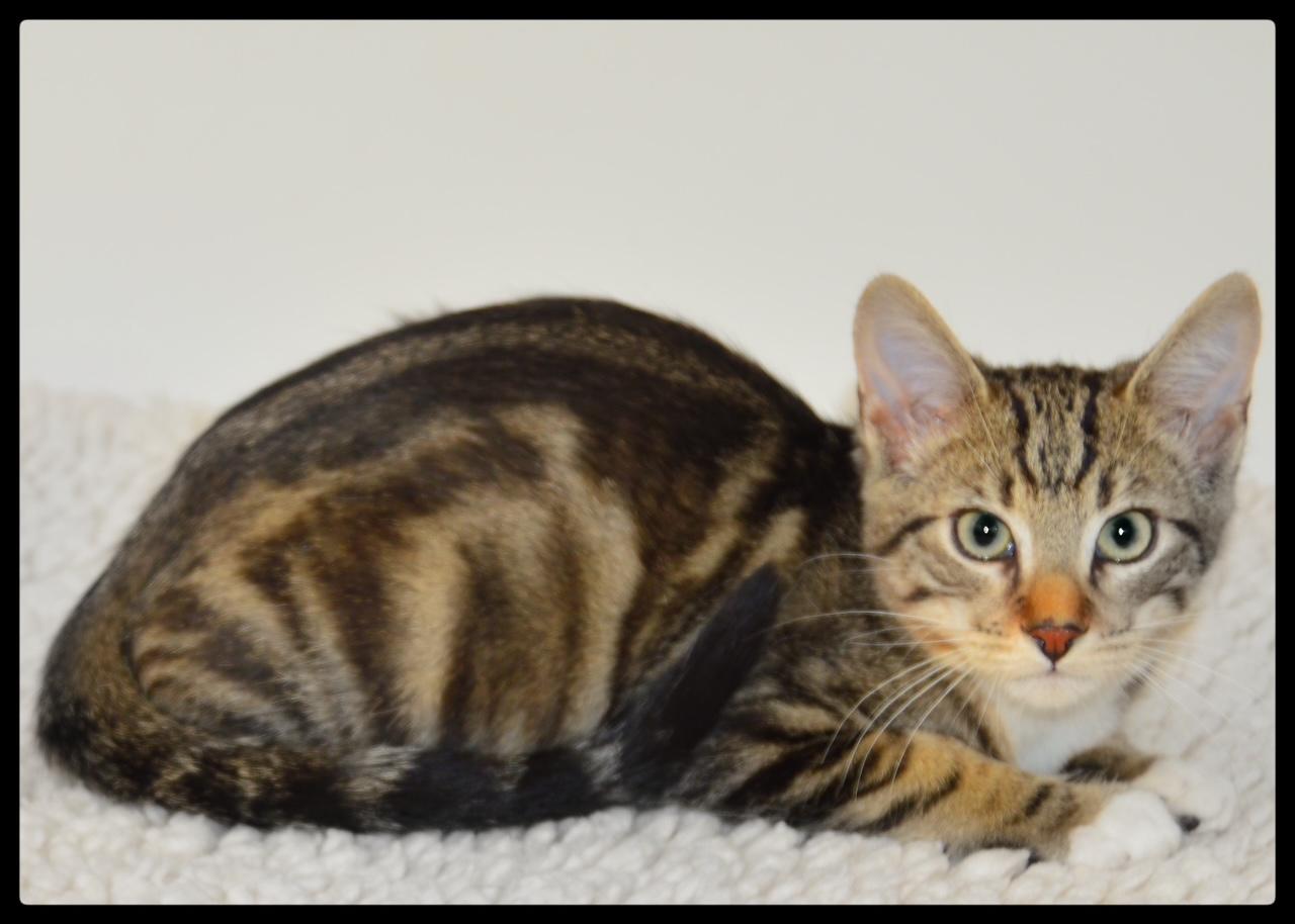 Enlarge Hogan A061216, a Adoptable Domestic Short Hair in San Andreas, CA image 2/3