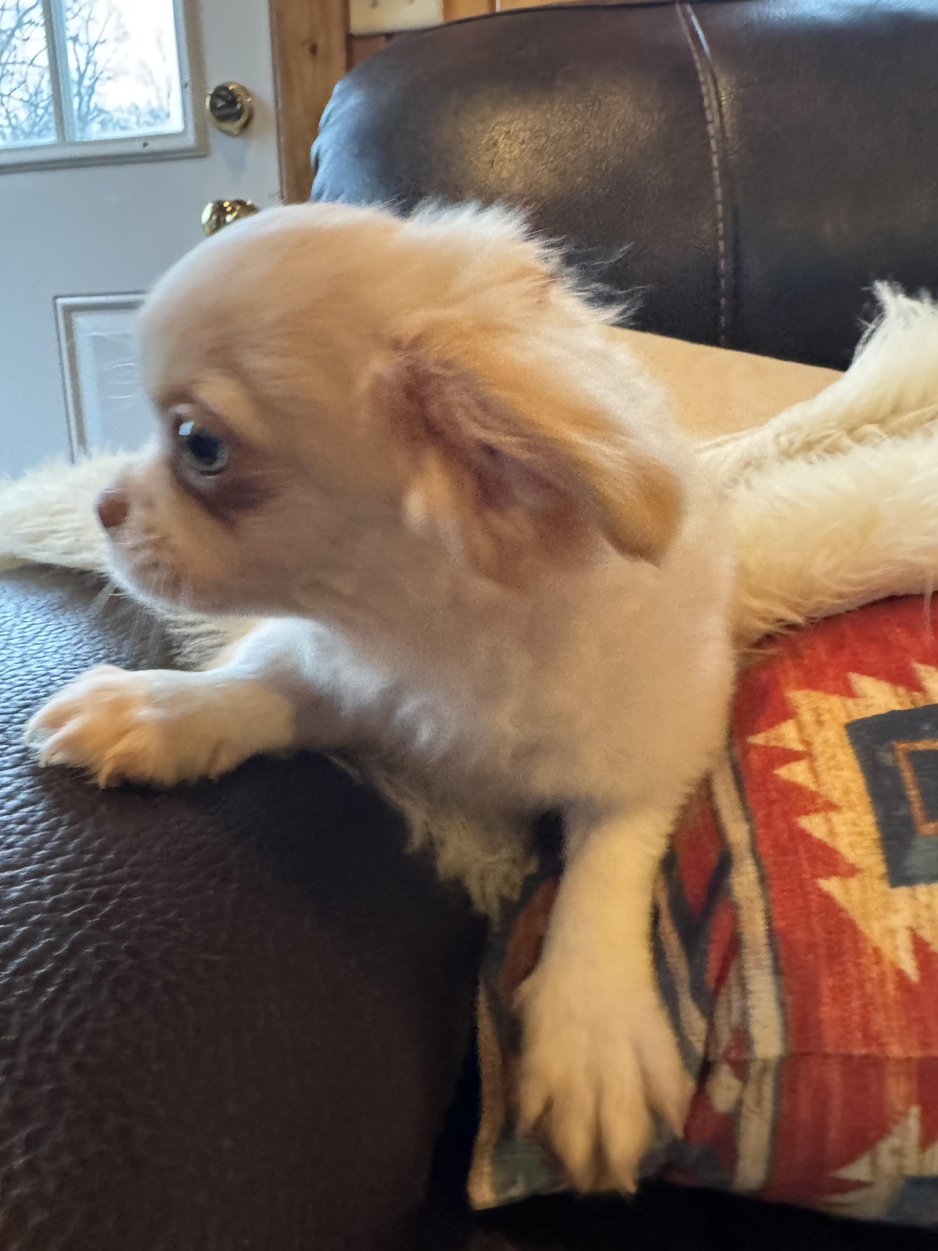 Enlarge Nolan, a Adoptable mixed breed in Glenwood City, WI image 3/4
