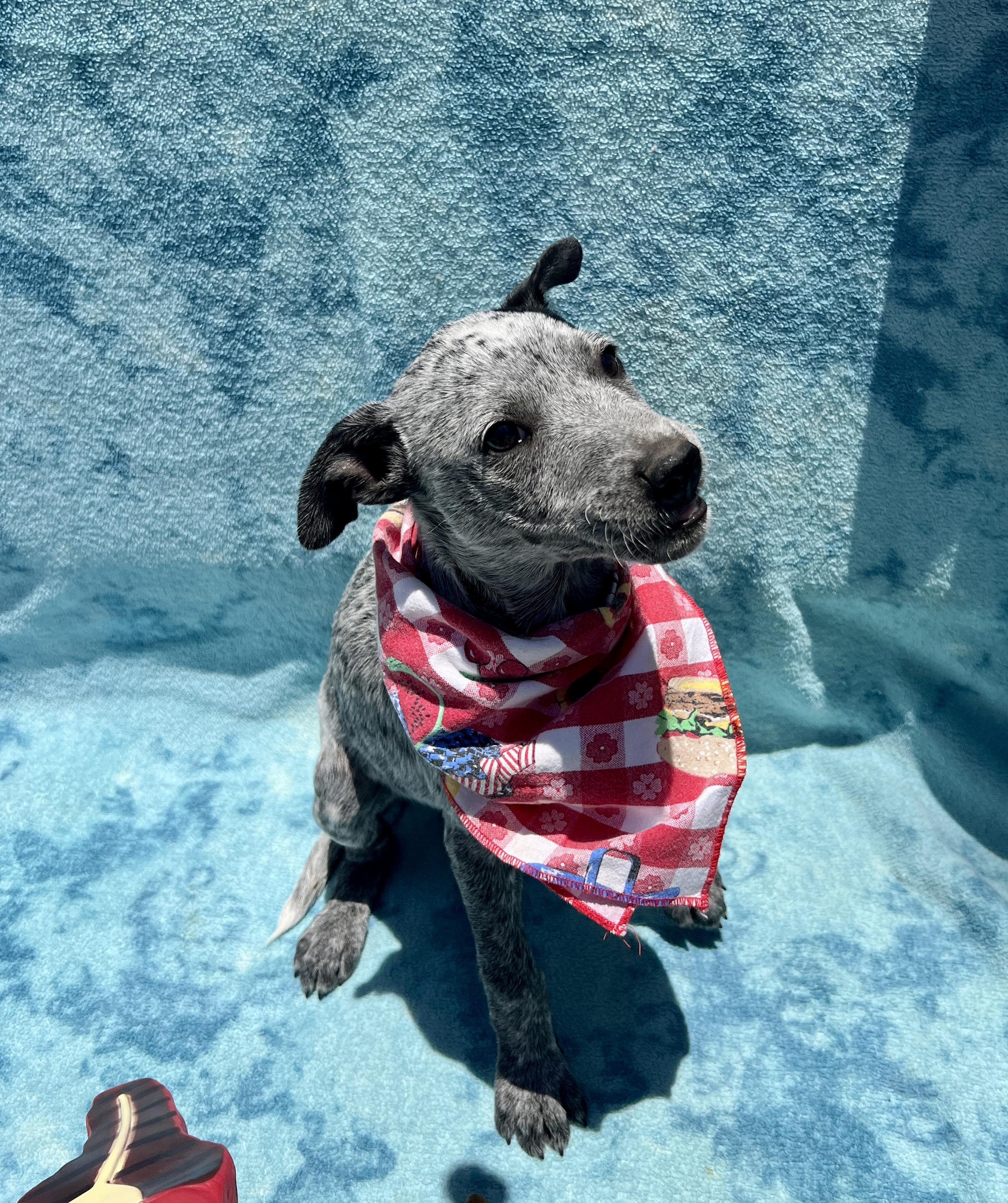 Enlarge Katie, a Adoptable mixed breed in Roseville , CA image 2/4
