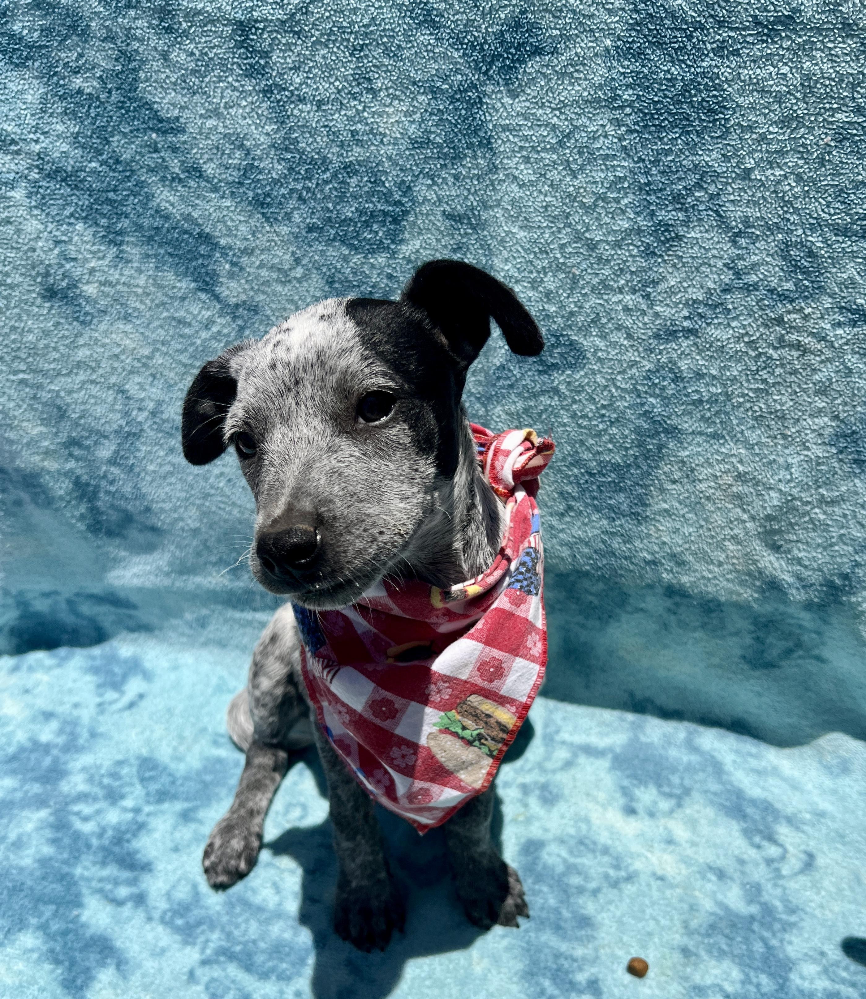 Enlarge Katie, a Adoptable mixed breed in Roseville , CA image 3/4