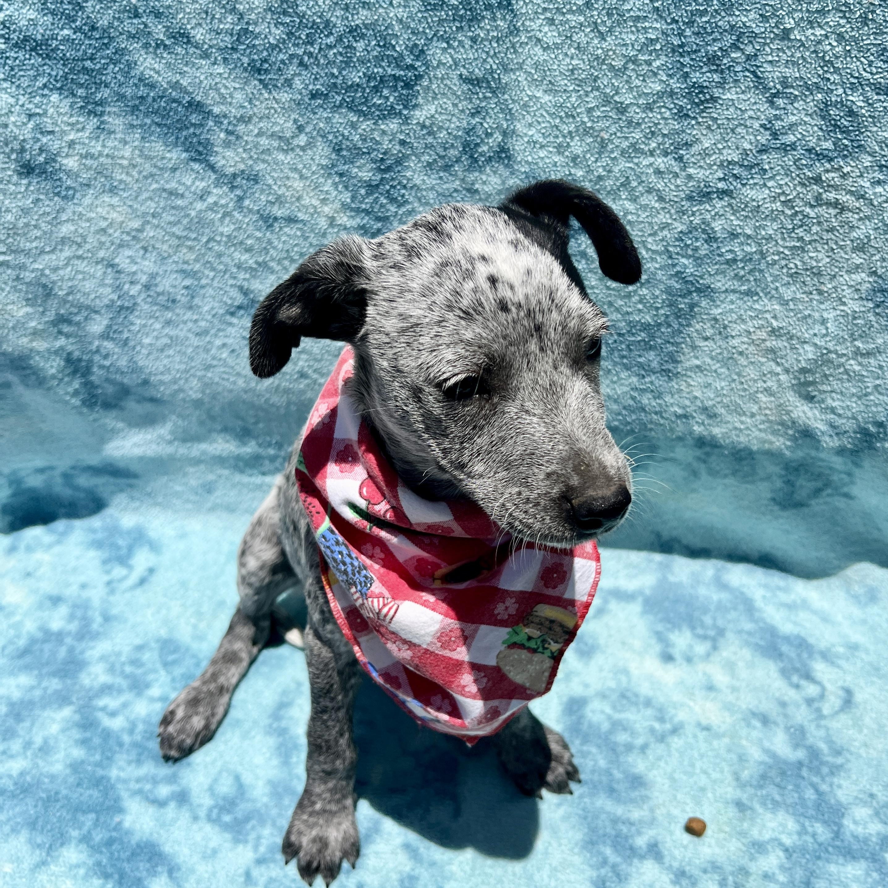 Katie, Adoptable, Puppy Female Cattle Dog.