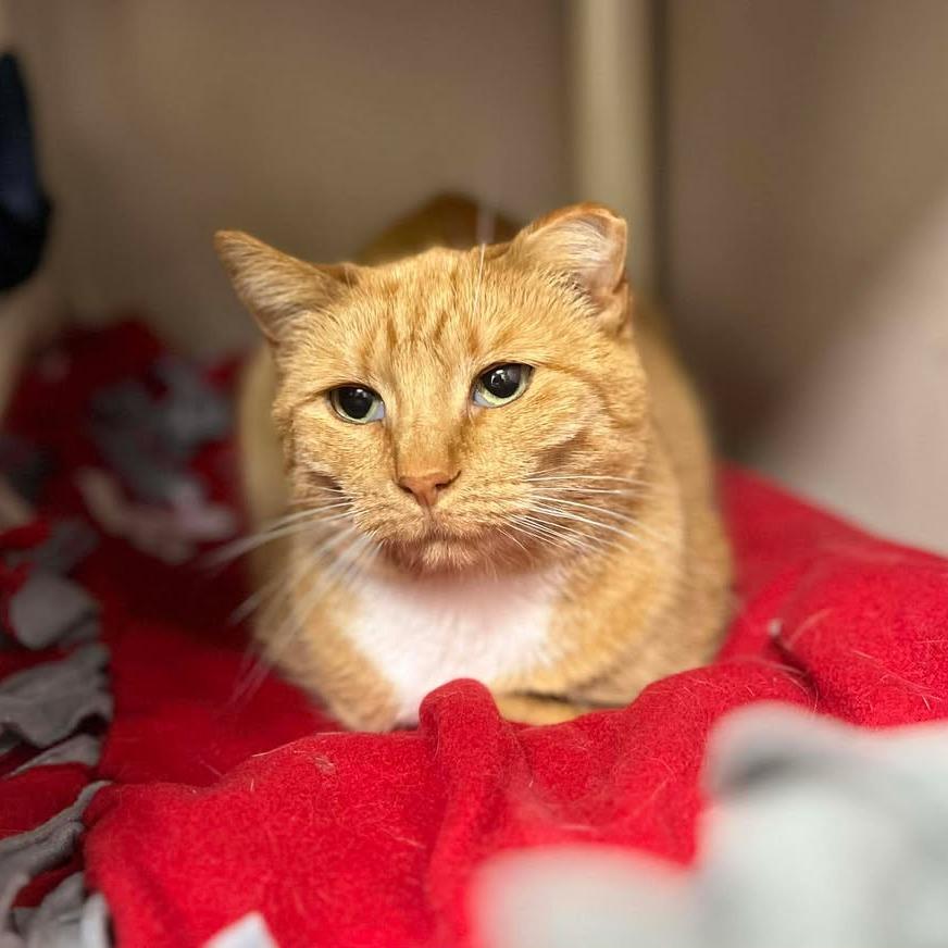 Enlarge Creamsicle, a Adoptable Domestic Short Hair in Memphis, TN image 1/2